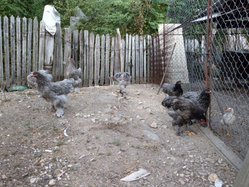  - Brahma albastru tineret 2019