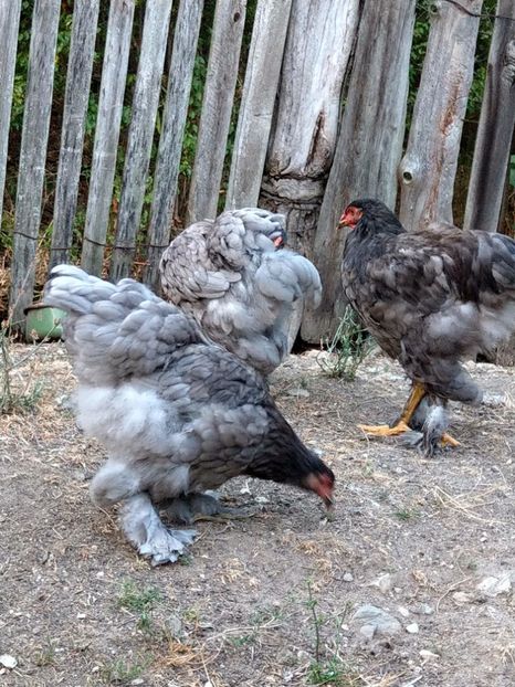  - Brahma albastru tineret 2019