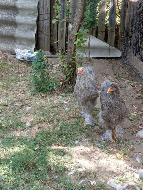  - Brahma o culoare mai deosebita
