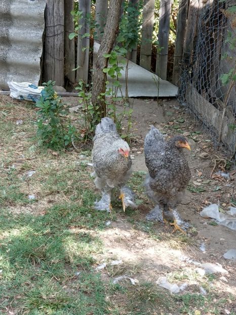  - Brahma o culoare mai deosebita