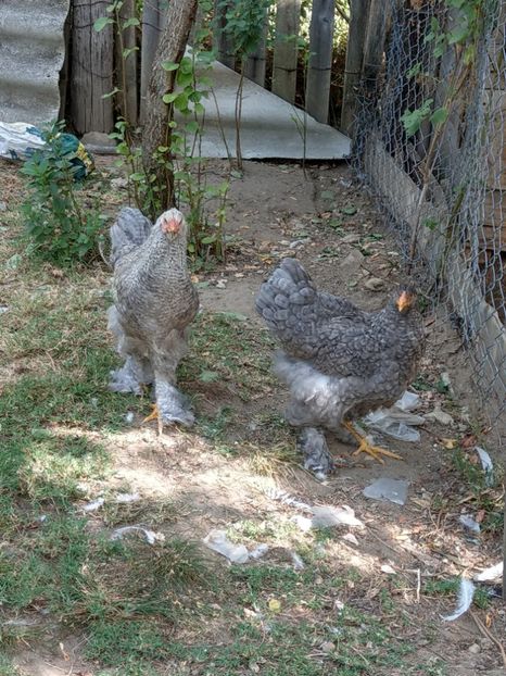  - Brahma o culoare mai deosebita
