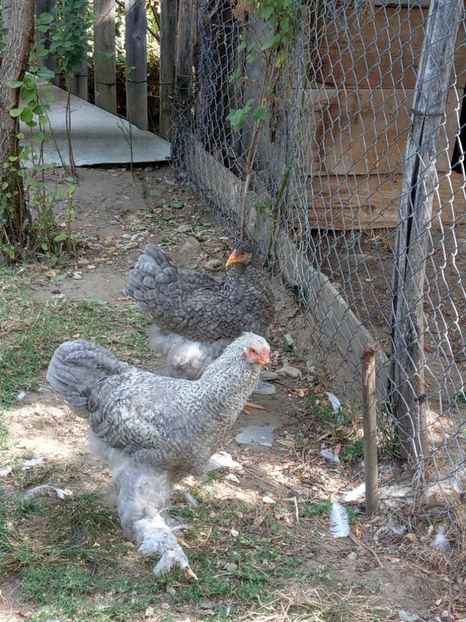  - Brahma o culoare mai deosebita