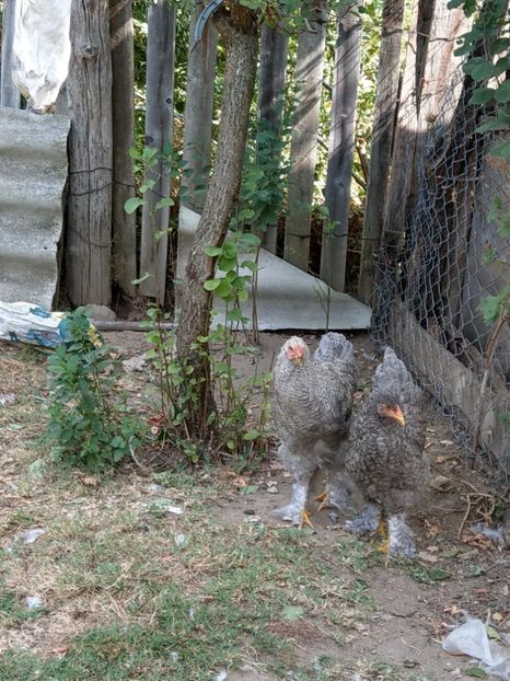  - Brahma o culoare mai deosebita