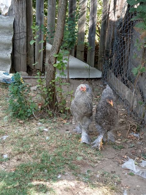  - Brahma o culoare mai deosebita