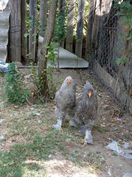  - Brahma o culoare mai deosebita