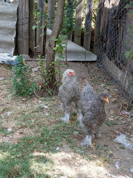  - Brahma o culoare mai deosebita