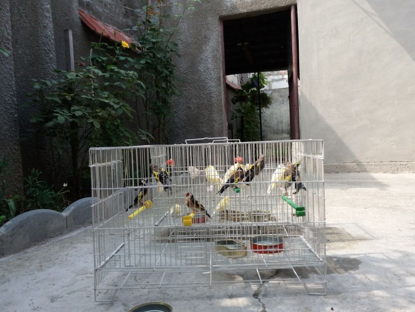 Baie 01.09.2019 - Canari Malinois 2019 - 2020