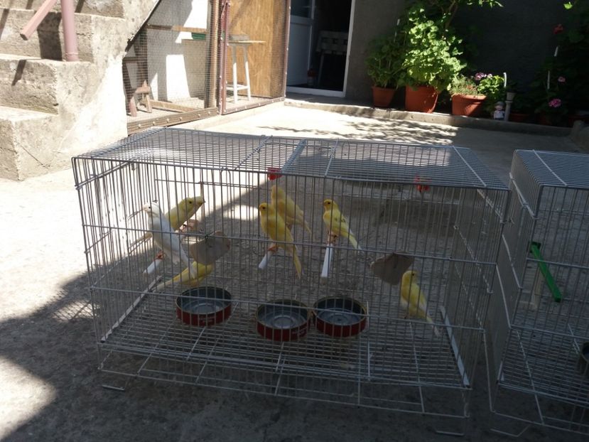 Soare 01.09.2019 - Canari Malinois 2019 - 2020