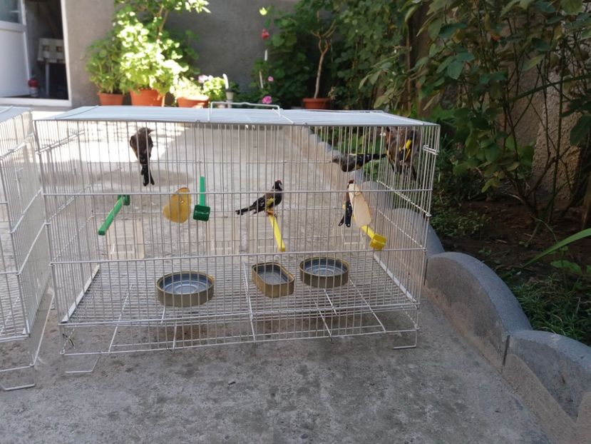 soare 09. - Canari Malinois 2019 - 2020