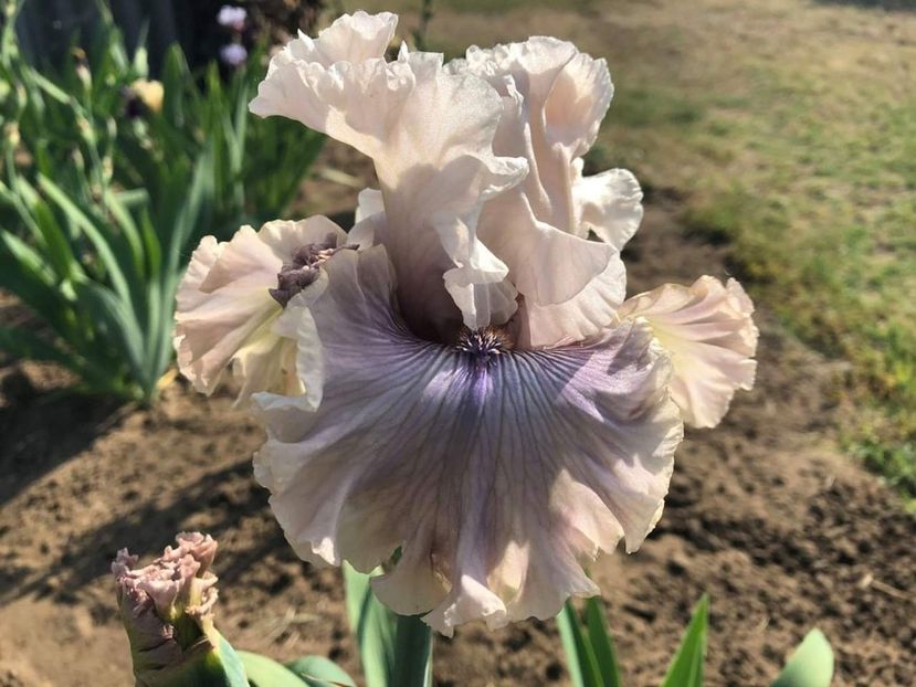 Iris Haunted Heart - Multumiri pentru plante - 2019