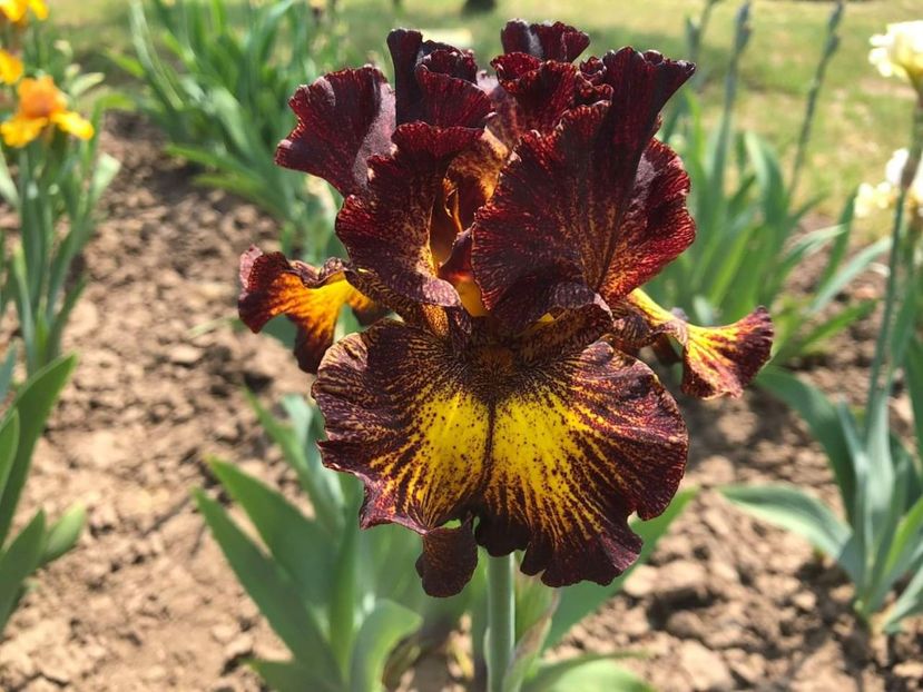 Iris Tuscan Summer - Multumiri pentru plante - 2019