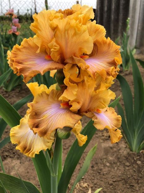 Iris Ambertime - Multumiri pentru plante - 2019