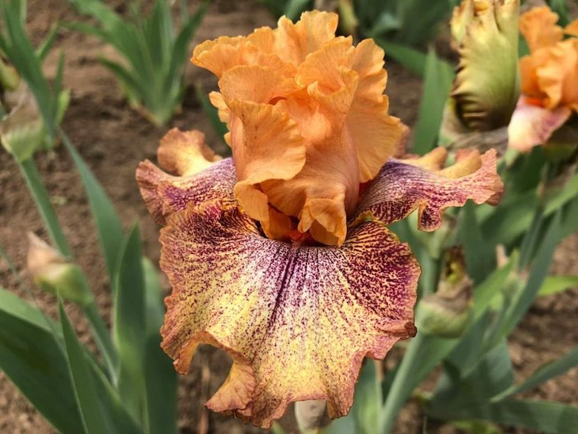 Iris Sneezy - Multumiri pentru plante - 2019