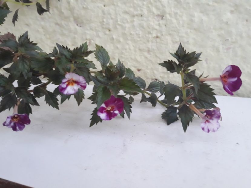  - R19 - Vienesse Romance