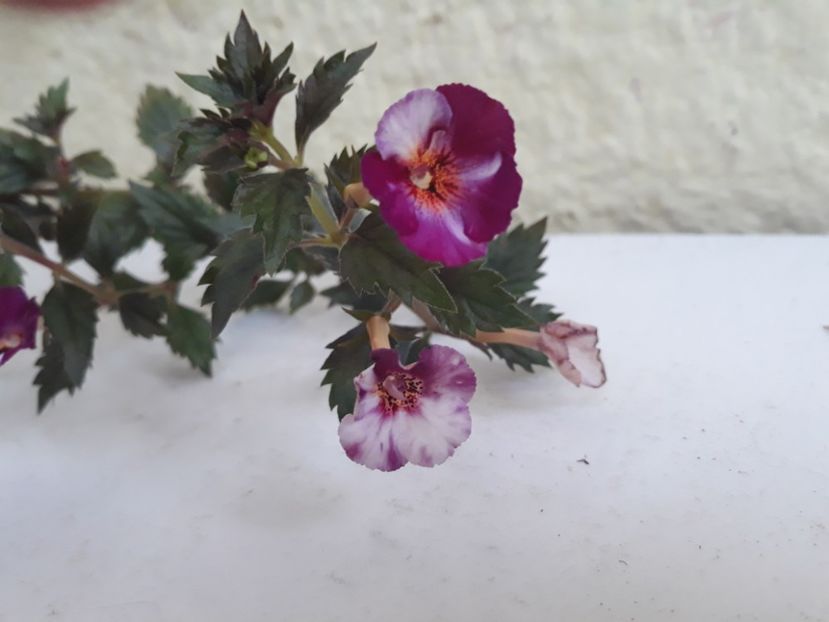  - R19 - Vienesse Romance