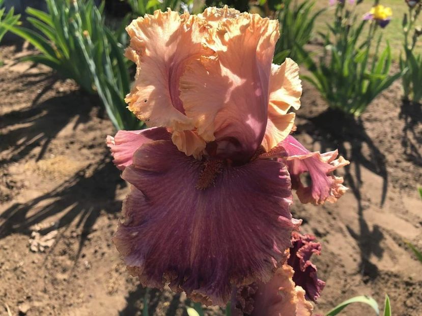 Iris Pretty Witch - Multumiri pentru plante - 2019