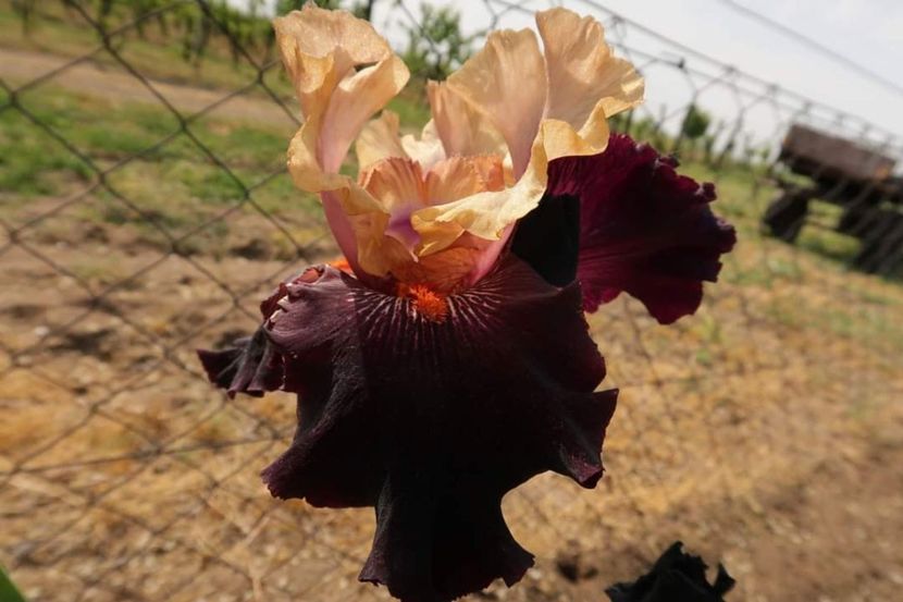 Iris Creative Vision - Multumiri pentru plante - 2019