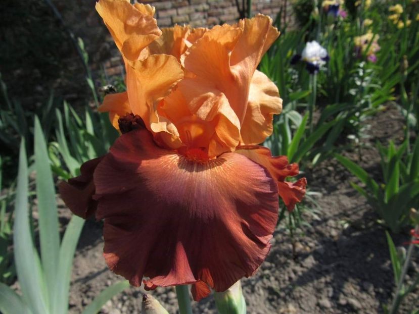 Iris Lovely Señiorita - Multumiri pentru plante - 2019