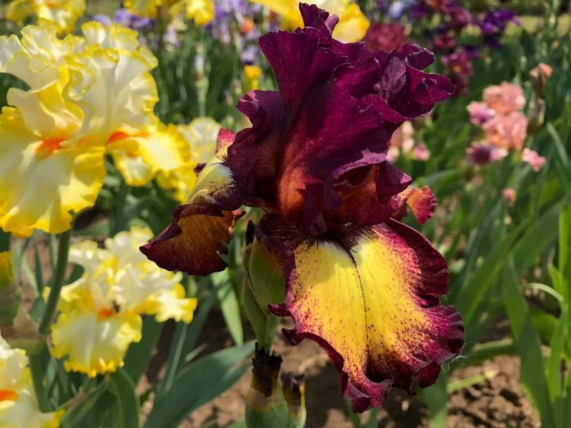 Iris Ostentatious - Multumiri pentru plante - 2019