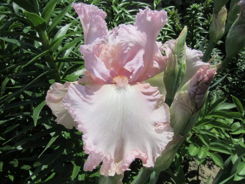 Iris Pink Invasion - Multumiri pentru plante - 2019