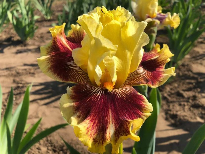 Iris Rogue Trader - Multumiri pentru plante - 2019