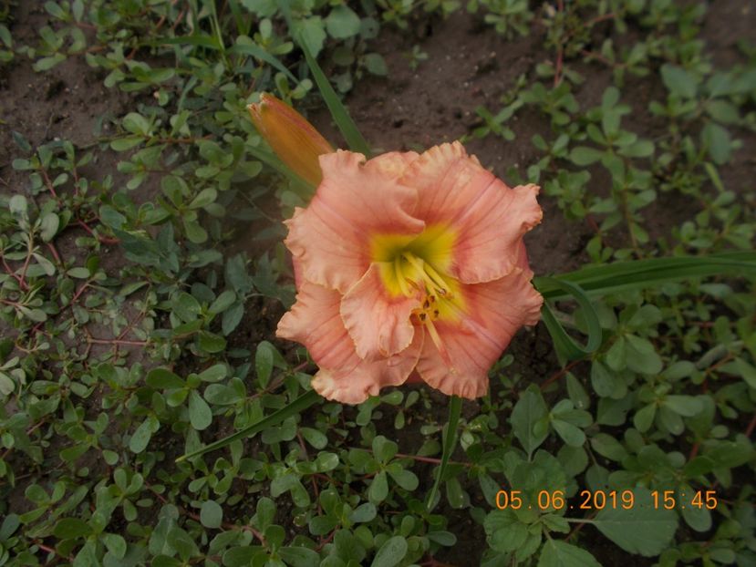  - HEMEROCALLISI 2019-noutati si remnontantii din acest an