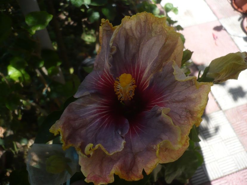 06.09.2019 - HIBISCUSI 2019-3