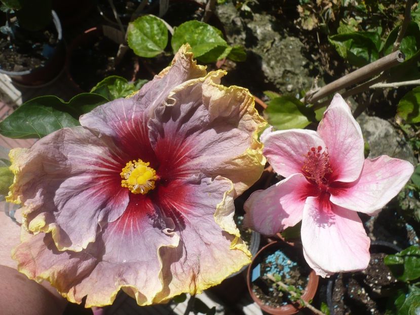 P1420872 - HIBISCUSI 2019-3