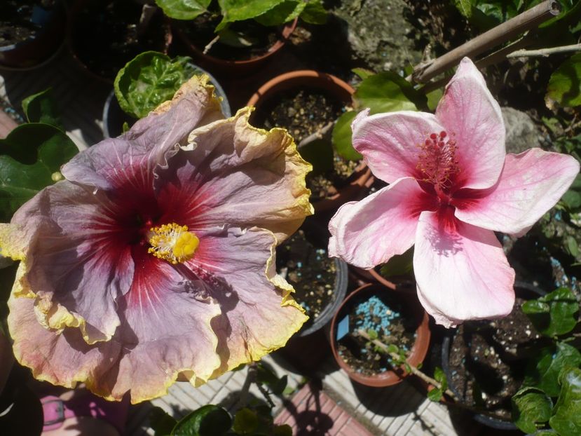 P1420873 - HIBISCUSI 2019-3