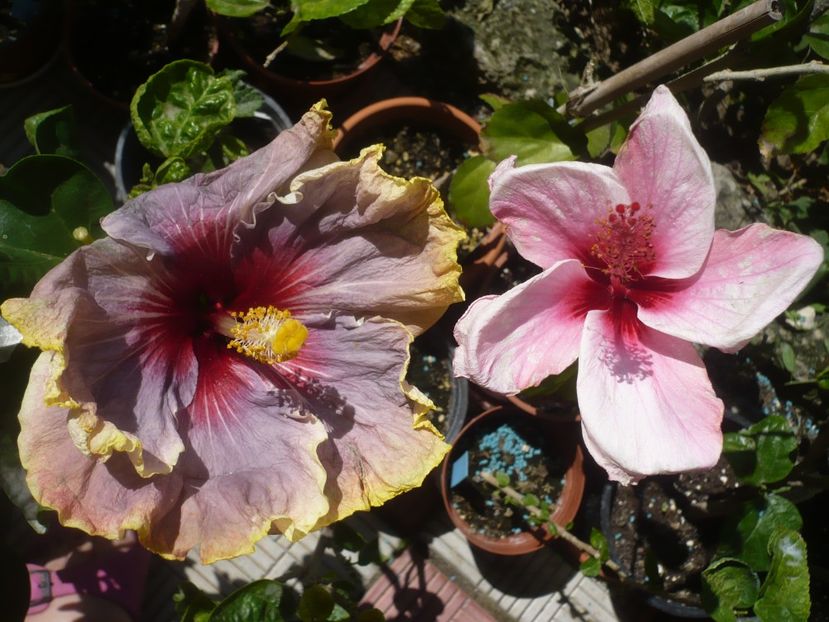 P1420874 - HIBISCUSI 2019-3