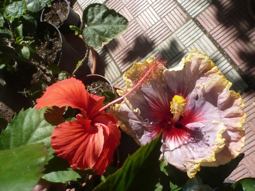 P1420875 - HIBISCUSI 2019-3