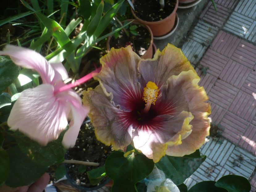 P1420877 - HIBISCUSI 2019-3