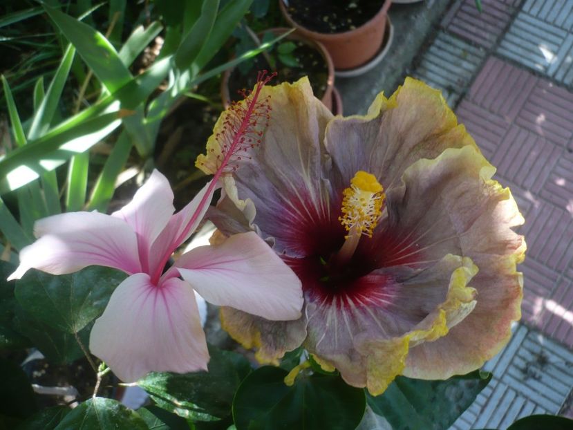 P1420880 - HIBISCUSI 2019-3