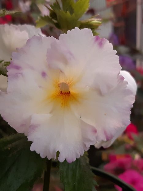 BriD’s Keeva - Achi din semințe BriDs 2018