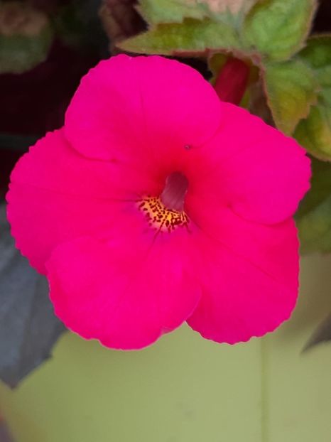 BriD’s Maja - Achi din semințe BriDs 2018