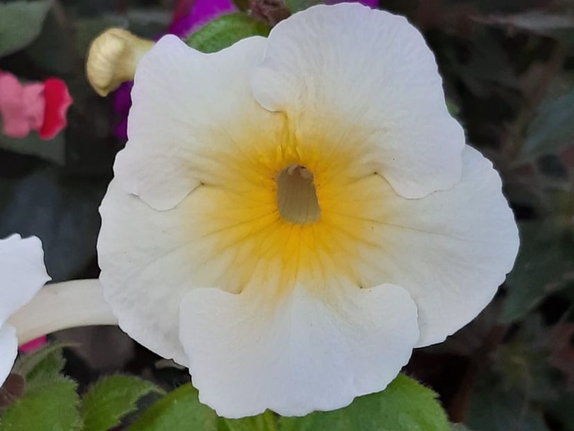 BriD’s Jamila - Achi din semințe BriDs 2018