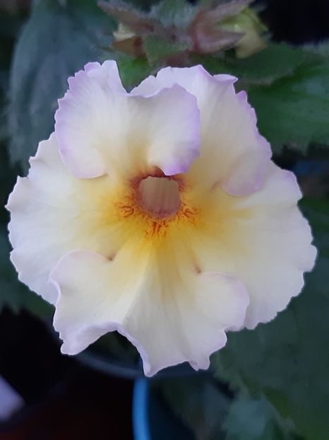 BriD’s Marlene - Achi din semințe BriDs 2018