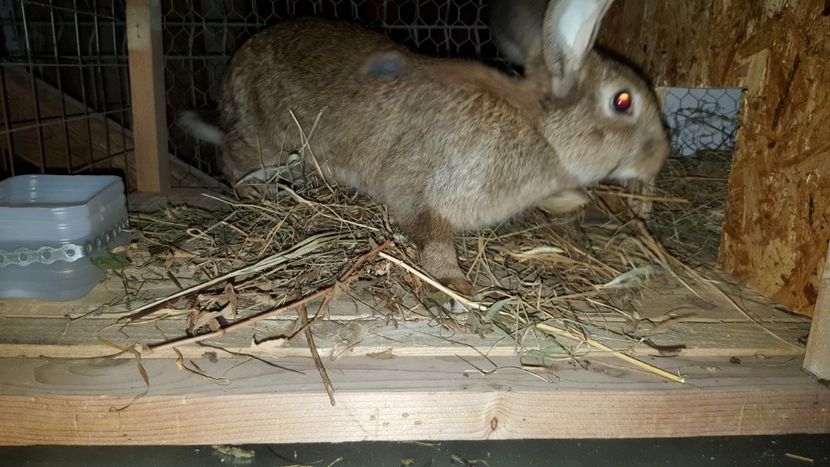  - 2 casa  VILA APIA  2008-2009