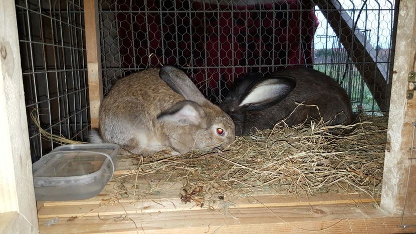  - 2 casa  VILA APIA  2008-2009