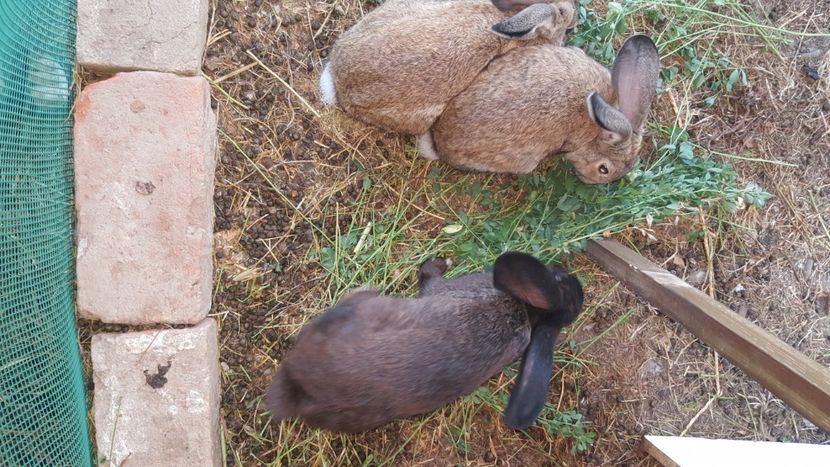  - 2 casa  VILA APIA  2008-2009