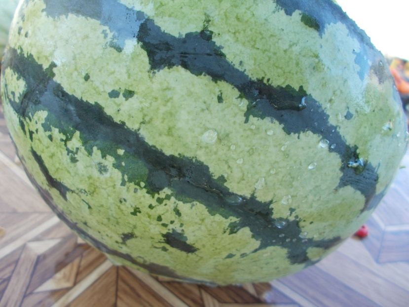  - SEMINTE PEPENE VERDE - D 06 WHITE SUGAR LUMP