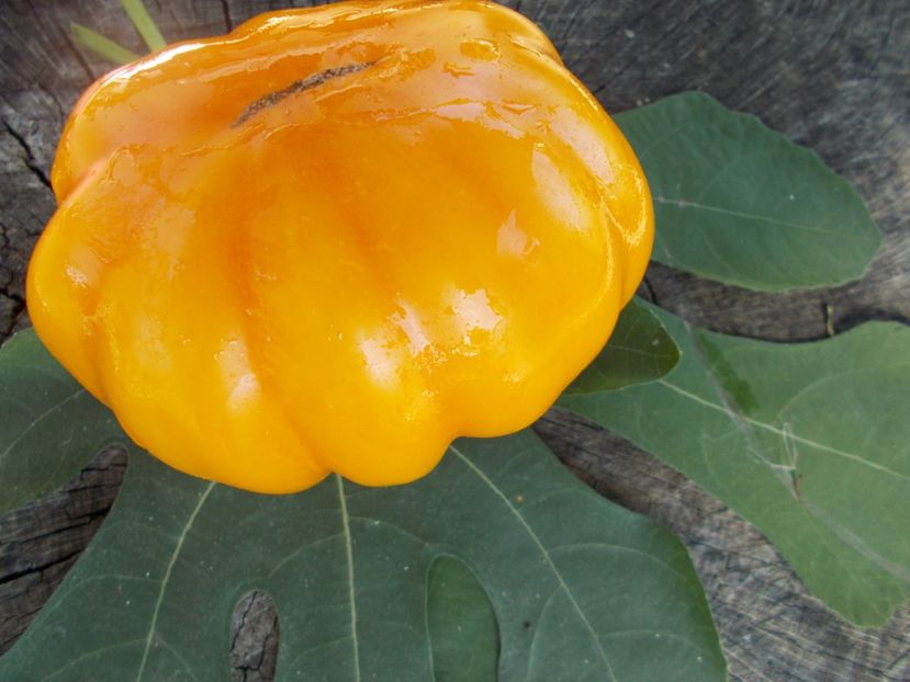  - SEMINTE ROSII - T 401 ACCORDEON