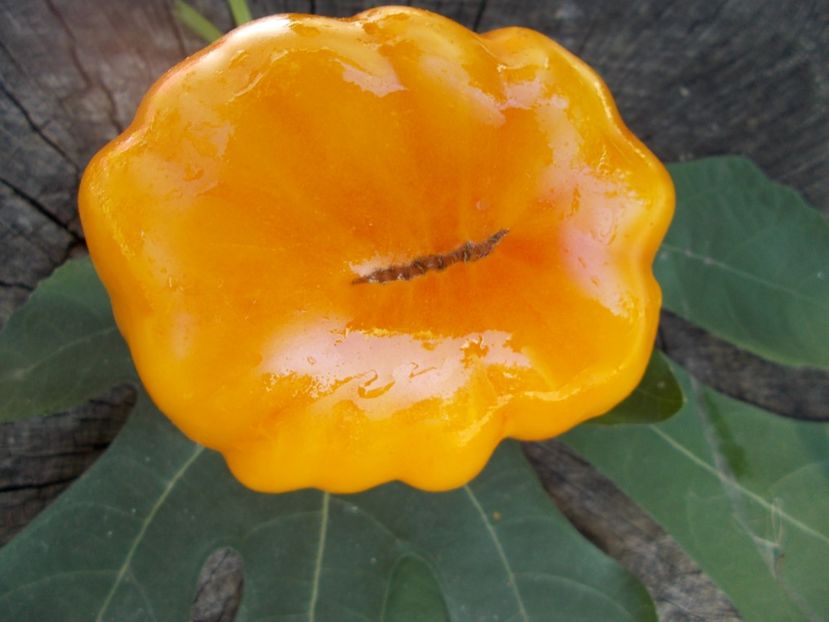  - SEMINTE ROSII - T 401 ACCORDEON