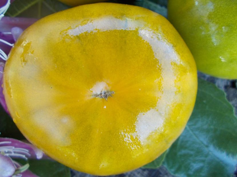  - SEMINTE ROSII - T 407 BELLE MAURINOISE VERTE