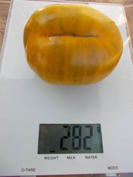  - SEMINTE ROSII - T 407 BELLE MAURINOISE VERTE