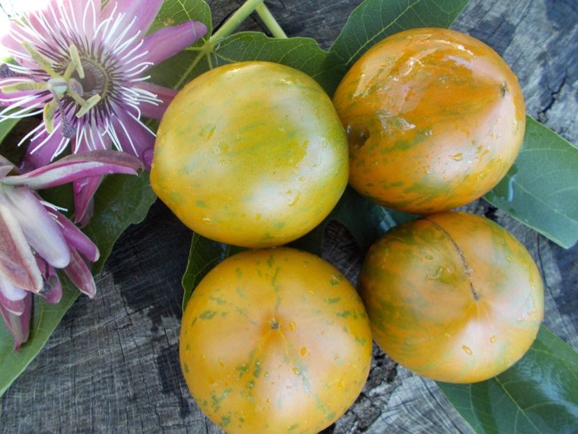  - SEMINTE ROSII - T 405 BABYLON S GLOW