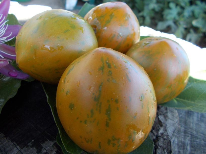  - SEMINTE ROSII - T 405 BABYLON S GLOW