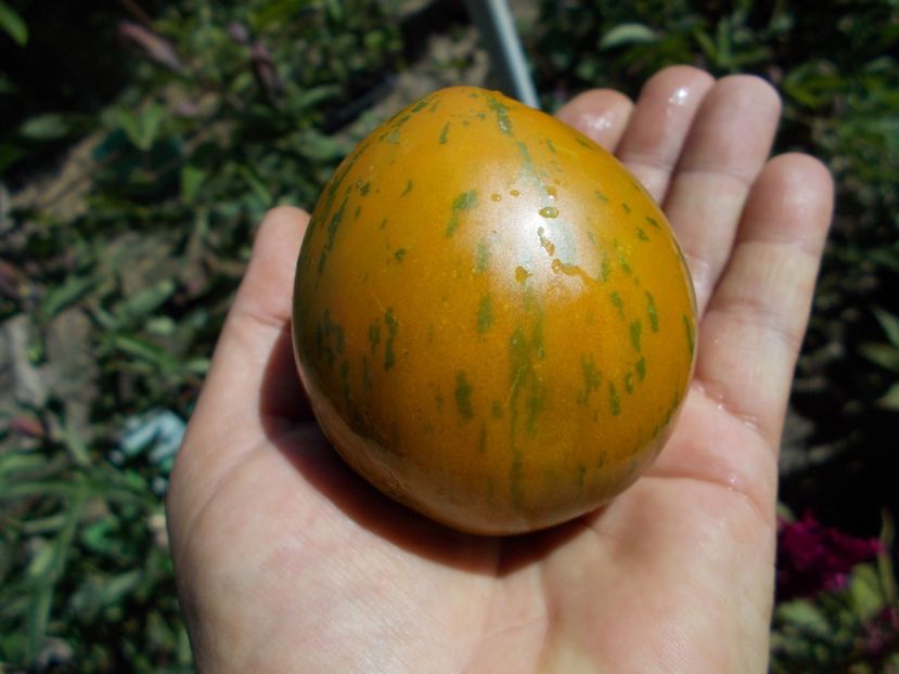  - SEMINTE ROSII - T 405 BABYLON S GLOW