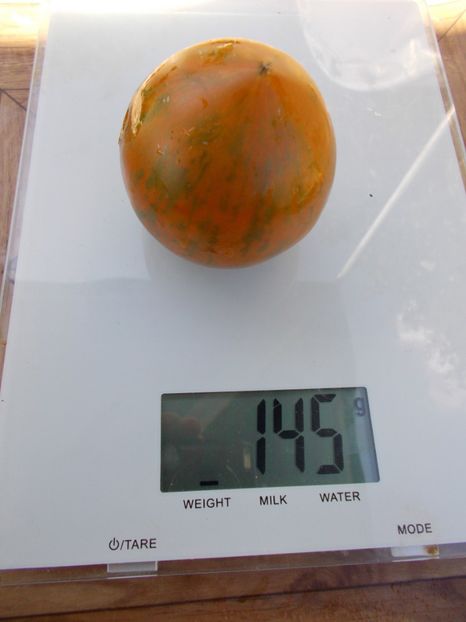  - SEMINTE ROSII - T 405 BABYLON S GLOW