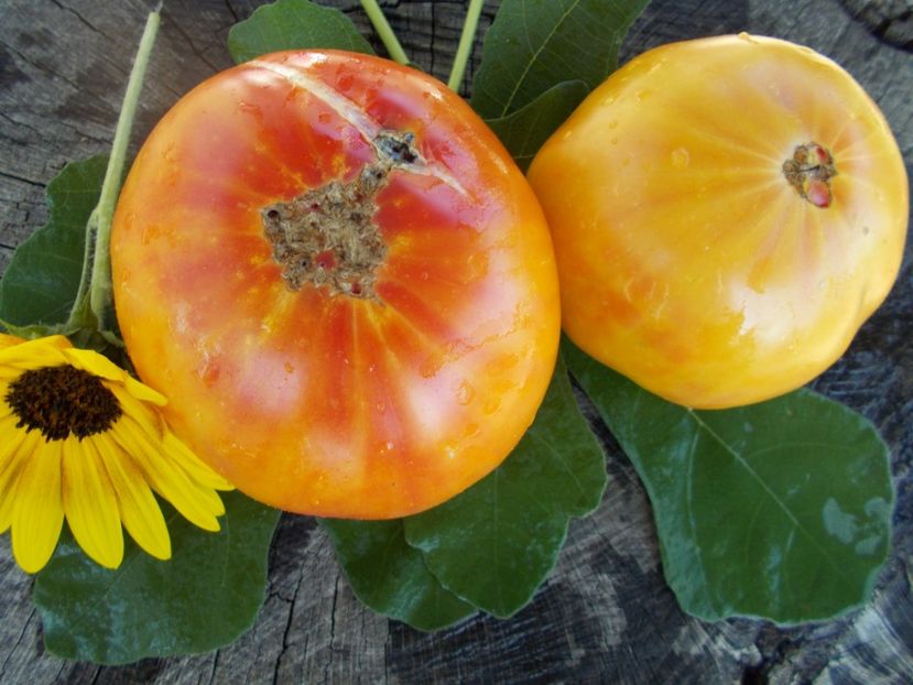  - SEMINTE ROSII - T 332 VIRGINIA SWEETS OP